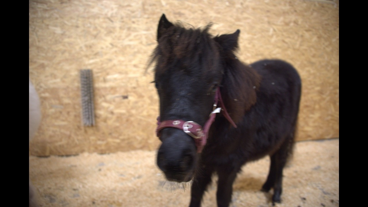 Angel Valley Farm Live Replay – Cutest Moments From Today’s Farm Walk