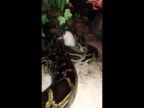 Tigerpython