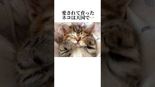 猫の秘密が泣けます🥺ネコの知って損がない雑学10選を暴露🤫 #保護猫