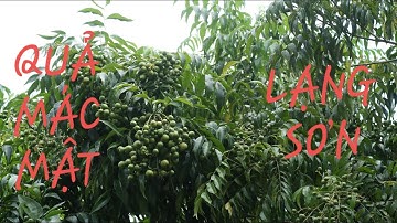 Quả mác mật Lạng sơn /Quá trình Thu hái, phơi khô và bảo quản quả mác mật