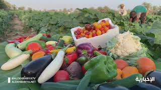 مزارع #القطيف تنتج أصناف متعددة من الخضروات وبوفرة كبيرة