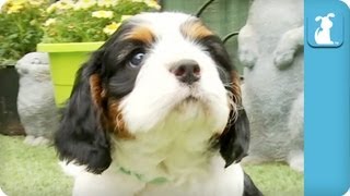 80 Seconds of Precious Cavalier King Charles Spaniel Puppies