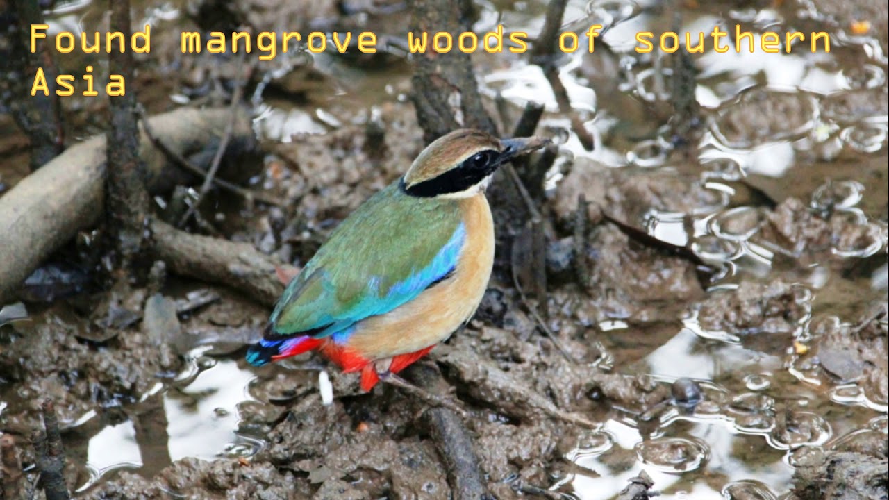 Mangrove Pitta in mangroves 