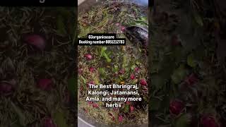#hair #longhair #dandruff #splitend #new #regrowthhair #organic #jadibutiyan #herbs #naturalhaircare