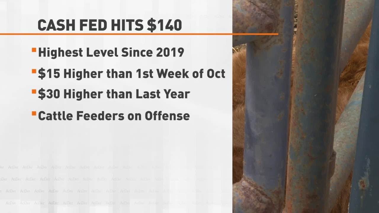 Cattle Prices Rising 113021 YouTube