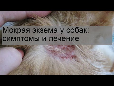 Видео: Цветы, которые не повредят вашей собаке