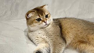 картинка: Привет от Тисании - Саймы 😊