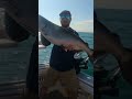 Full video up now! #salmon #kingsalmon #chinook #salmonfishing #fishing #fish #angler #shorts