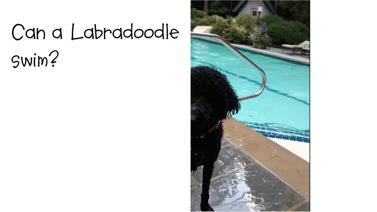 Can a Labradoodle swim?