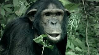 Nature Documentary - A Chimpanzee's Tale