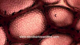 Alveolar blood flow by David Barlow 4,295 views 9 years ago 52 seconds