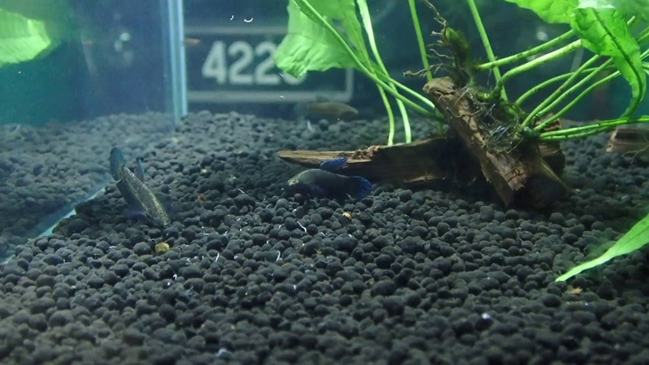 camera iphone 8 plus apk Captive bred Betta persephone