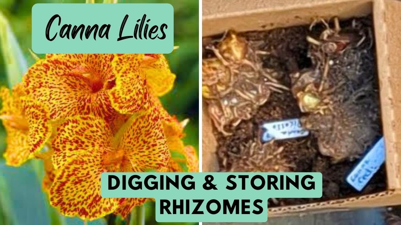How to Overwinter Canna Lily Rhizomes