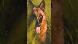 #cute dog