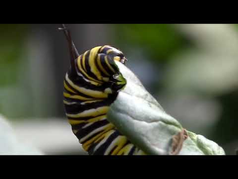 Video: Pupa Bir Vermeden Önce Rawhides Hakkında Bilmeniz Gerekenler