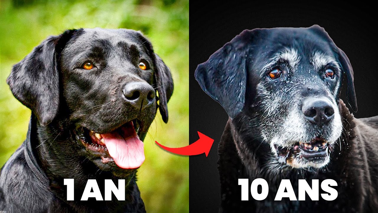 Les PREMIERS SIGNES de vieillissement du chien - YouTube
