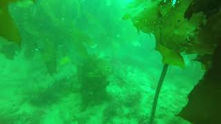 Another Berley Pot Video