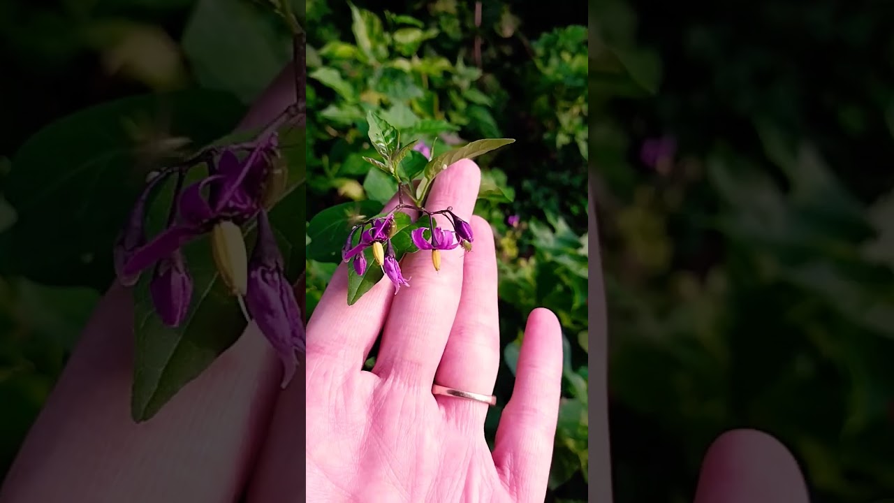 Bittersweet Nightshade 