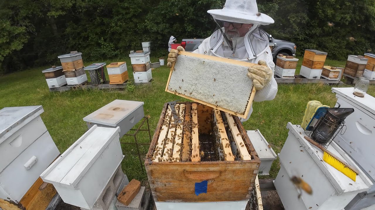 Pulling a Few Capped Honey Frames 5-6-2025 / Making Room For The Next Flow