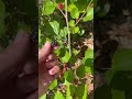 Mulberry Harvest time! Delicious and easy to grow! #shorts #food #berooted #eatlocal