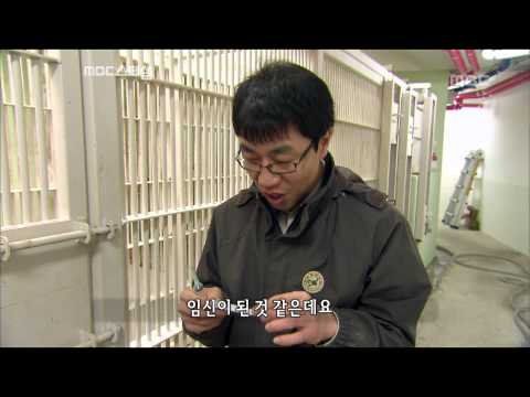 Indoor life in <strong>winter</strong> - Primates In the <strong>City</strong>, #07, 실내 방사장 생활