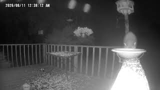 Archive Files of Birdbath Cam Compilation 20260813