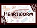 Heartworms Don&#39;t Actually Go To the Heart Unless They ABSOLUTELY Have To!