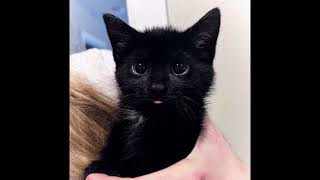 nostalgia.mp3(reupload)