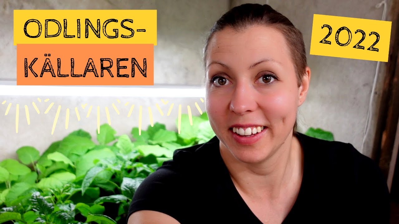 Min odlingskällare - 2022 års UPPDATERING - Men det är fortfarande ont om plats för alla plantor!