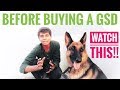 Things you should know before buying a GERMAN SHEPHERD DOG || All About Pets