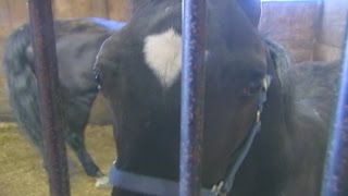 Convicted animal abuser due back in court