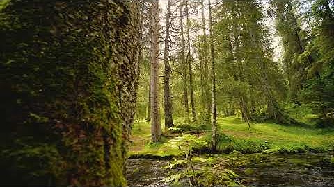 Mossy tree bark with green forest and river flowing behind | Stock Video Footage 4K [ NO COPYRIGHT ]
