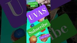 #uvas #grape #desserts  #hardcandy