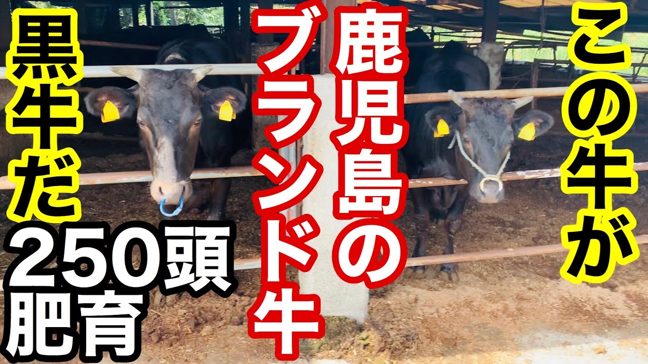 九州焼肉グルメひとり旅 これが鹿児島が誇る日本一にもなったブランド牛の黒牛だ 肥育農家さんを直撃 Youtube