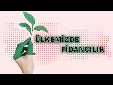 Video: Sahte kardeşler akçaağaç: açıklama, bakım, dikim