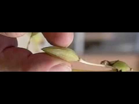 理科映像 はじけ飛ぶホウセンカの種子 超スロー Youtube