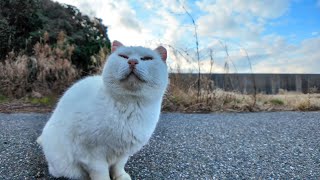 駐車場奥の白猫ちゃんをナデナデすると足元に擦り寄ってきてカワイイ