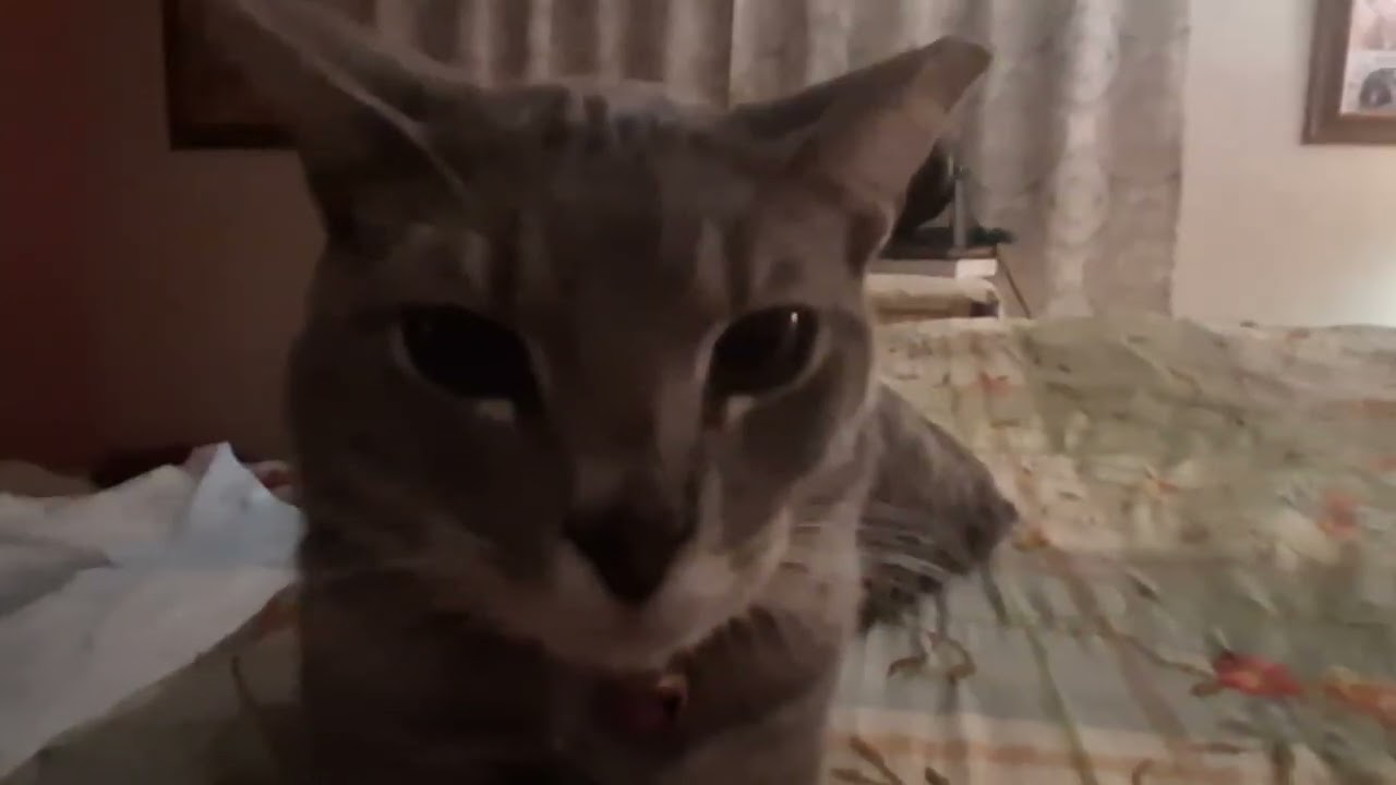 CSMovies: The Criminal [REUPLOADED]