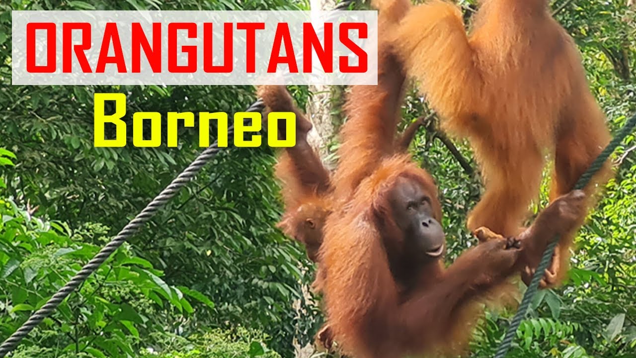 ⁣E209 - Wild Orangutans in Borneo