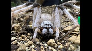 Leucorchestris arenicola the Dancing White Lady spider rehouse and care