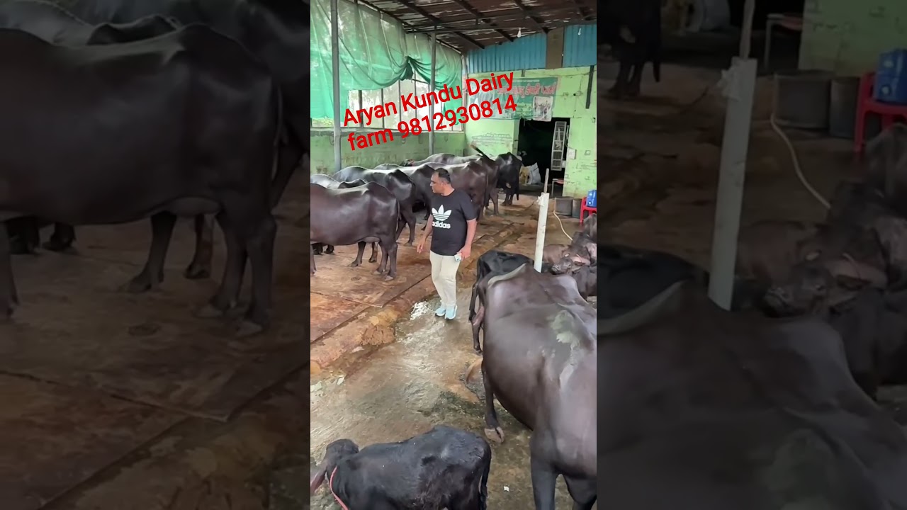 monvir Kundu 9812930814.  9992546334