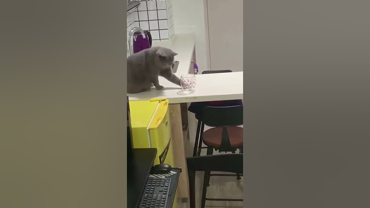 funny cat broken glass #shorts