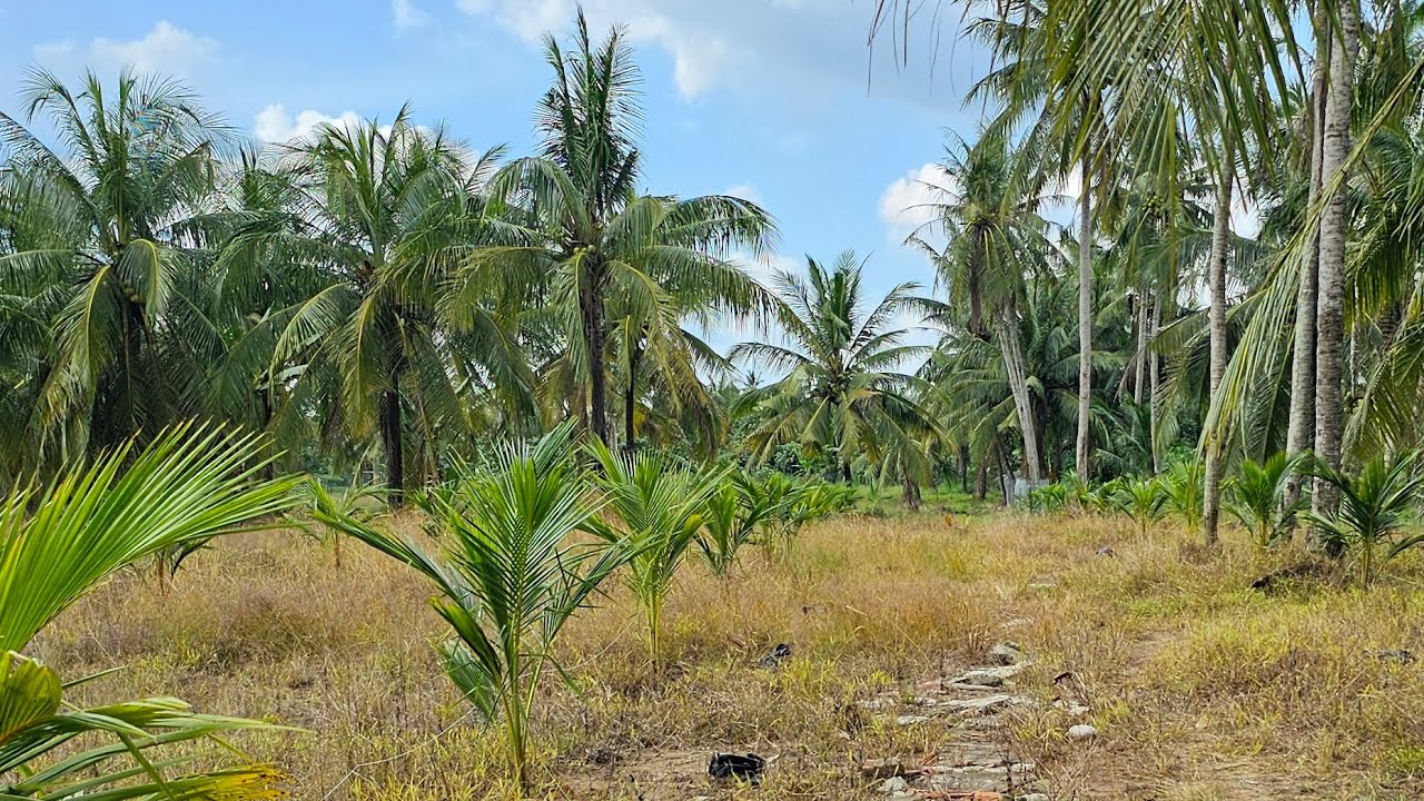 Giống dừa ta cây lở trồng 200 cây tại Vĩnh Long 