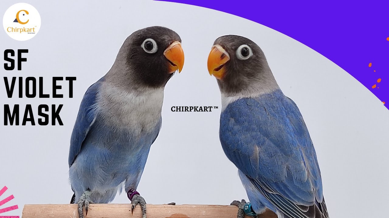 SF Violet Mask ll African Love Birds ll Mask Birds ll African Birds ll Love bird ll Chirpkart