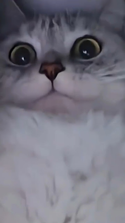 When A Cat’s Midnight Zoomies Hit Hard 😂