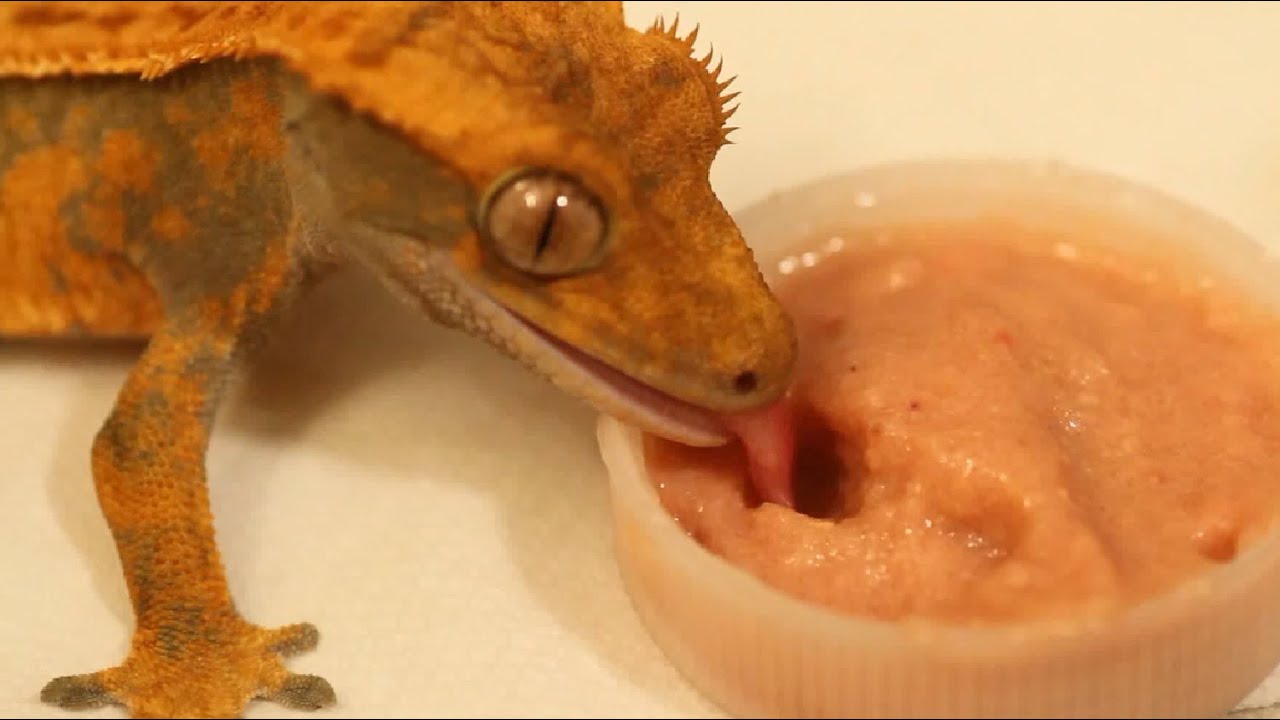 fruit crested geckos can eat