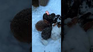 Tiny Snow Bunnies Turn Into Fur Balls
