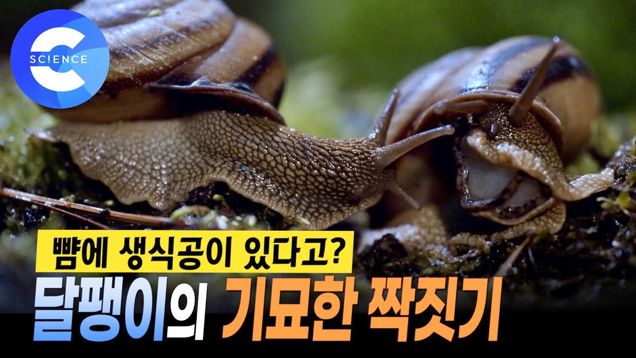 자웅동체인데 왜 짝짓기를 할까? 🐌 동양달팽이 | 신비한 자연의 세계 - Youtube