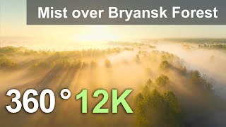 Misty Morning. Spring Forest Relaxation. Bryansk Forest, Russia. 360 aerial video in 12K