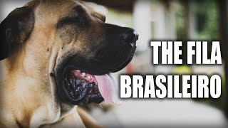 THE FILA BRASILEIRO  A QUICK LOOK AT THE HISTORY AND BREED STANDARD
